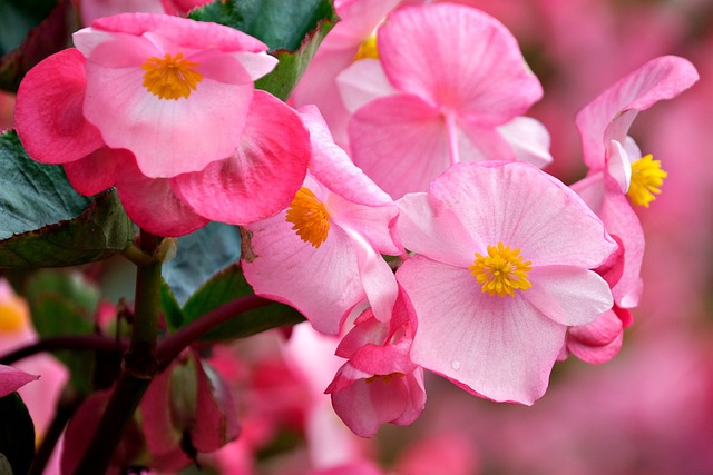 begonias rosadas