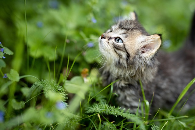 Gatito en un jardín