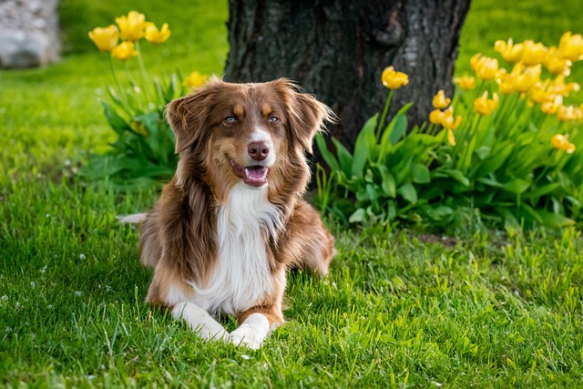 perro raza Border Collie blanco y marrón en un jardín