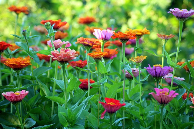 zinnias coloridas