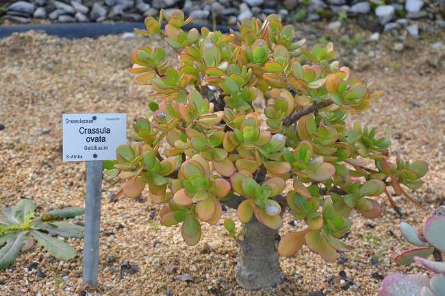 árbol de jade