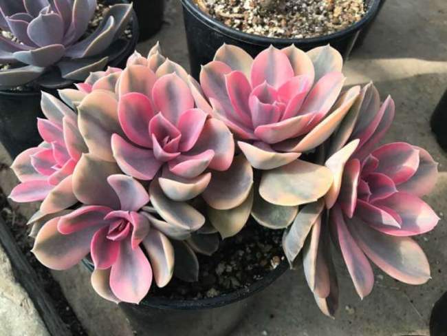 suculenta Echeveria