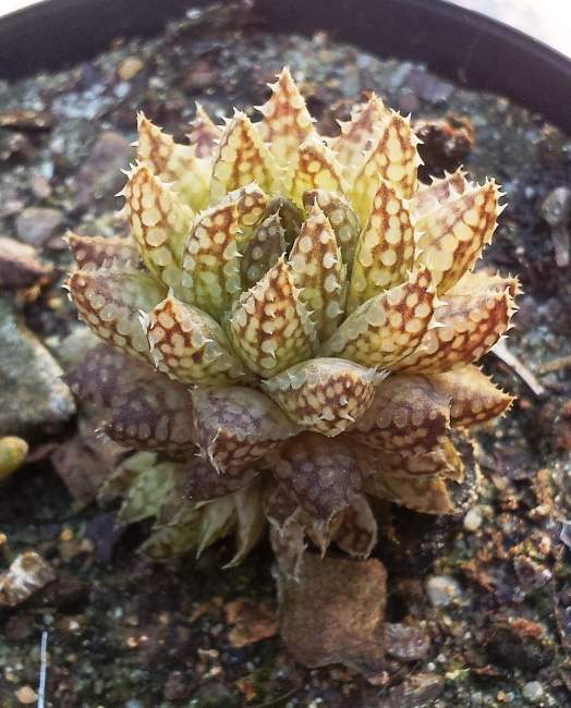 suculenta Haworthia