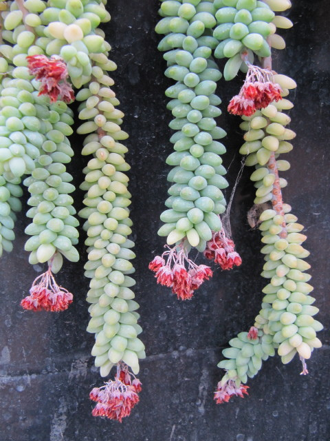 suculenta "cola de burro" en flor