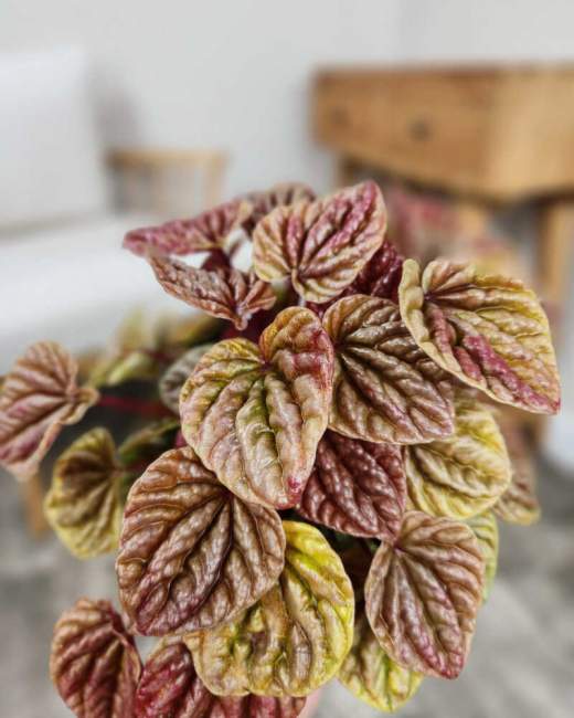 peperomia