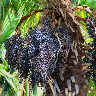 palmera de acaí